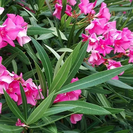 Летний дом Agriturismo Il Grappolo E La Rosa *